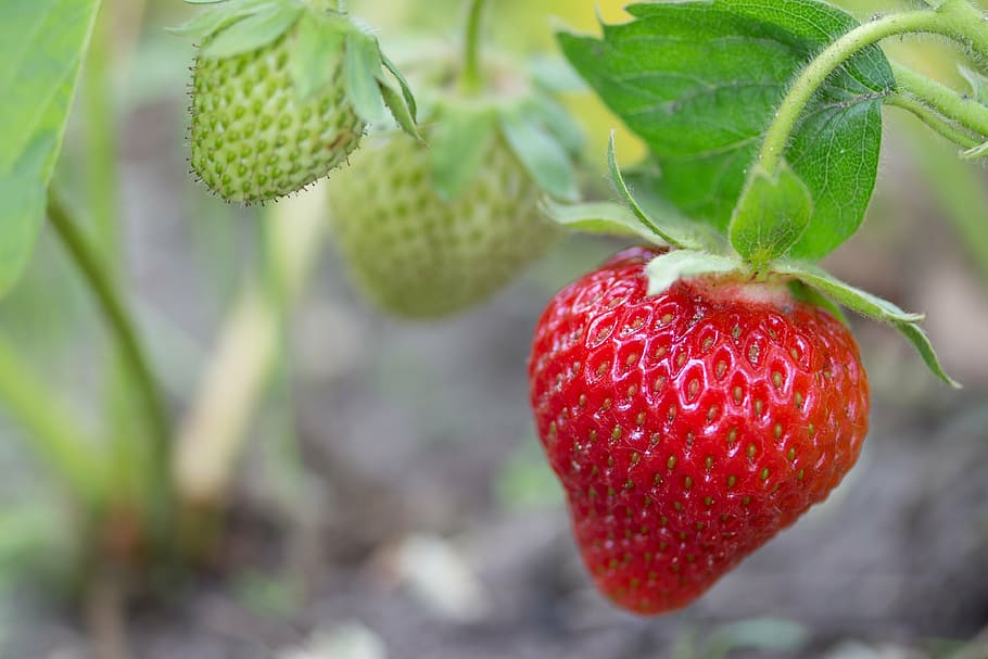 closeup, strawberry fruit, strawberry, access, room, nature, plant, macro, summer, bio
