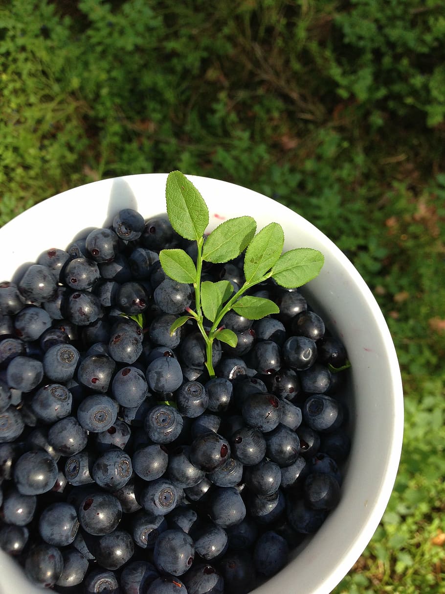 blueberries, white, ceramic, bowl, berries, summer, bilberry, healthy food, mature, vitamins