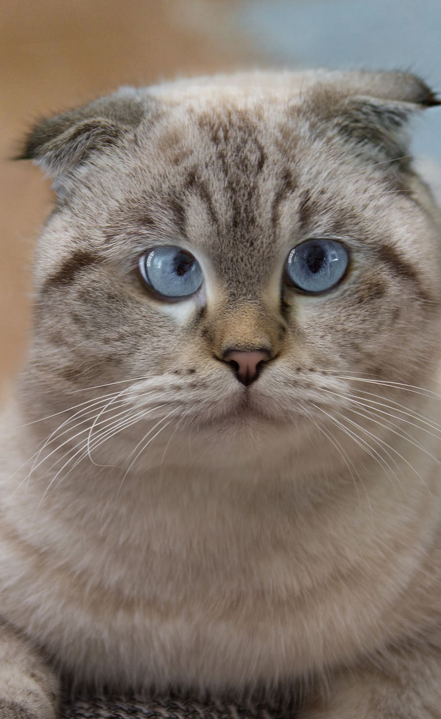 cat, britsch short hair, eyes, blue, breed cat, view, portrait, face, beauty, pet