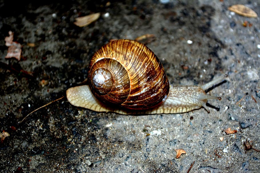 snail, shell, my saturday, animal, animal wildlife, animal themes, one animal, invertebrate, mollusk, animals in the wild