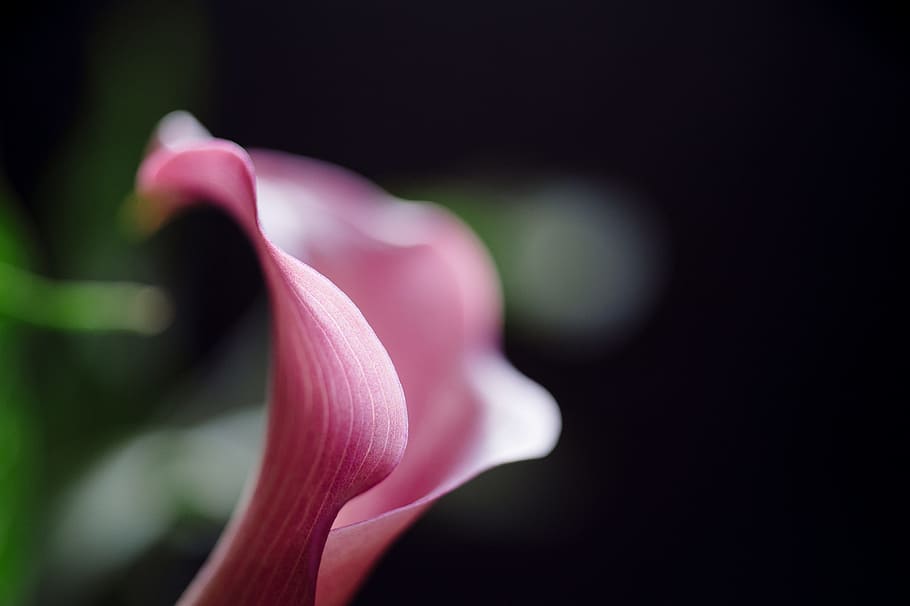 selective, focus photo, pink, calla lily, calla lilly, flower, nature, floral, blossom, lilly