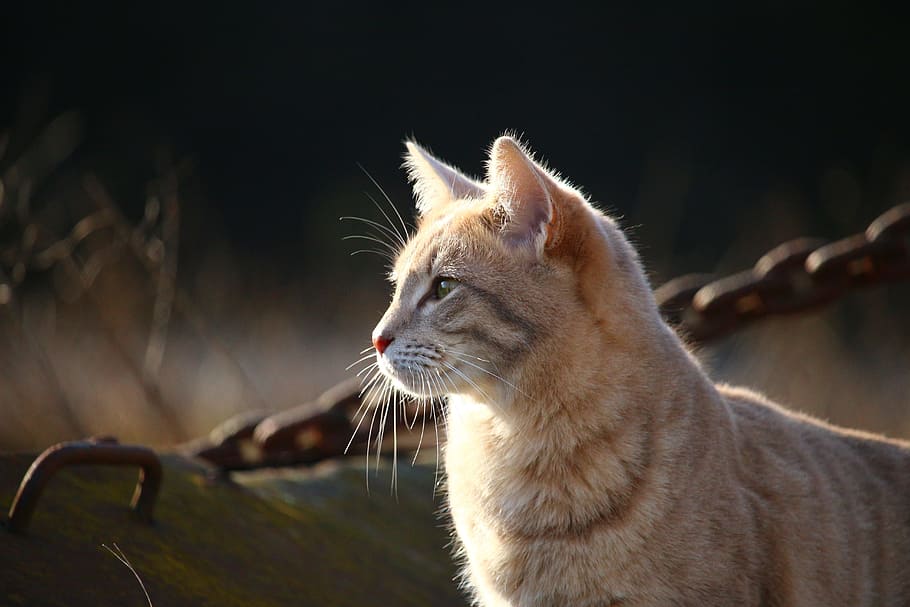 orange tabby cat, cat, kitten, mackerel, cat face, breed cat, siamese cat, mieze, moustache, cat portrait