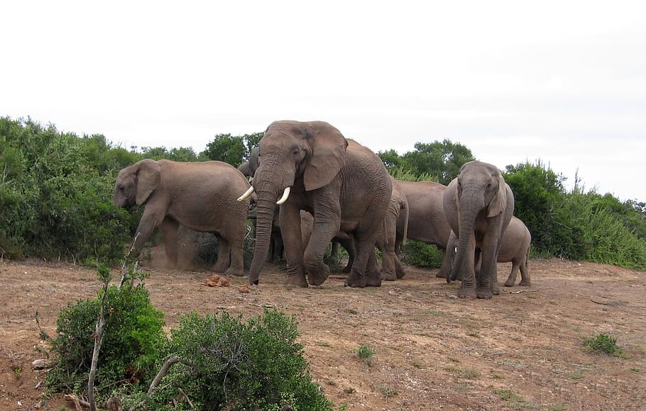 herd of elephants, olifanten, zuid-afrika, park, afrika, natuur, wild, reservaat, elephant, animal