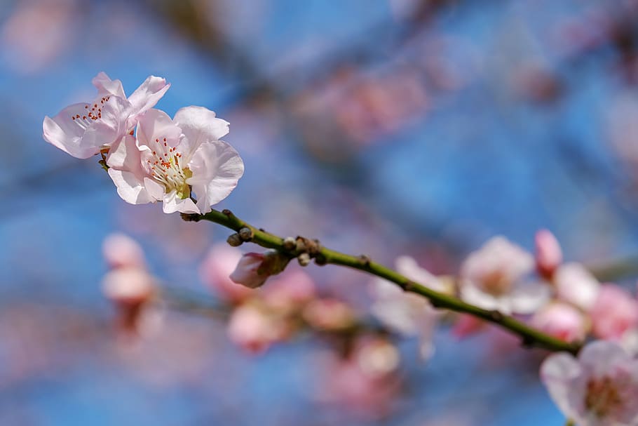 seletivo, fotografia de foco, branco, árvore de flor, cerejeira japonesa, flor, árvore, flor de cerejeira japonesa, ramos, rosa