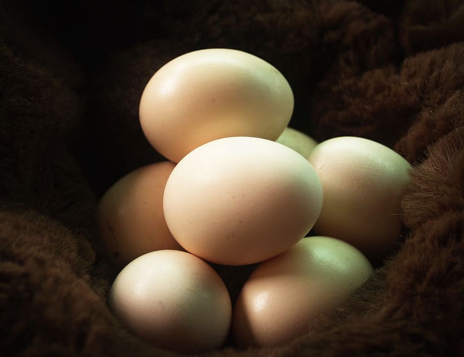 Egg, Fresh, Cholesterol, Farm, Kitchen, brown, food, hay, organic, straw