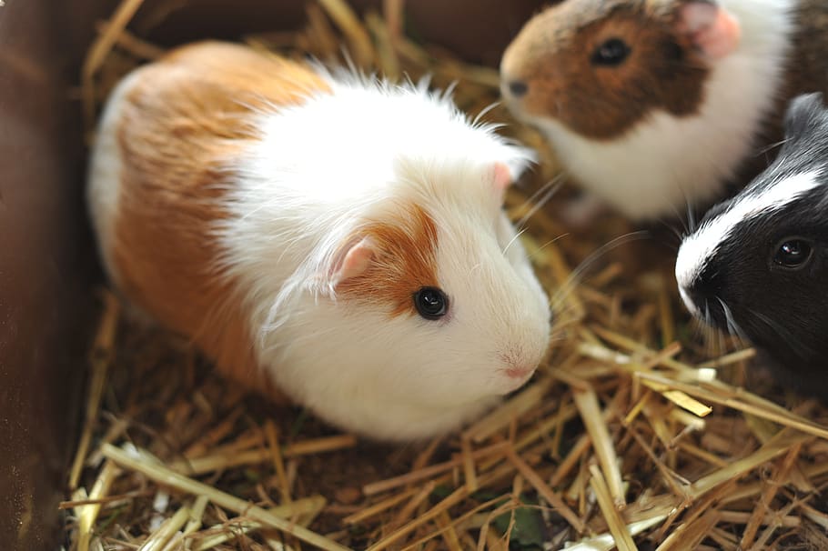 guinea pig, animals, pet, small animal, rodent, cute, animal themes, animal, mammal, pets