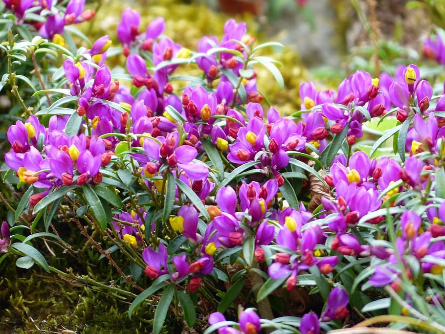 Polygala Chamaebuxus, Blossom, Bloom, purple, violet, flower, yellow, alpine dwarf book, book-leaved milkwort, paper laminated kreuzblümchen