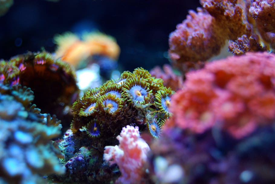 verde, rosa, corales, selectivo, fotografía de enfoque, coral, arrecife, mar, agua, submarino