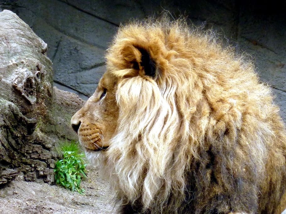 lion, lions male, animal head, lion head, lion's mane, head, animal,  mammal, close up, predator | Pxfuel