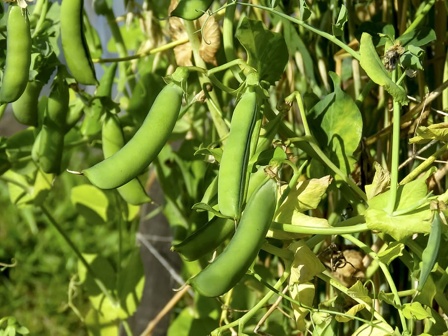 peas, green, struck, nature, legumes, in the summer of, flora, healthy, nutrition, growth