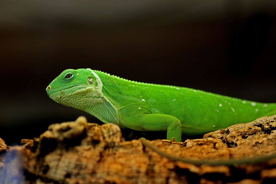 イグアナ 緑 爬虫類 トカゲ 緑のイグアナ 動物 昆虫を食べる人 自然 小さな スケール Pxfuel