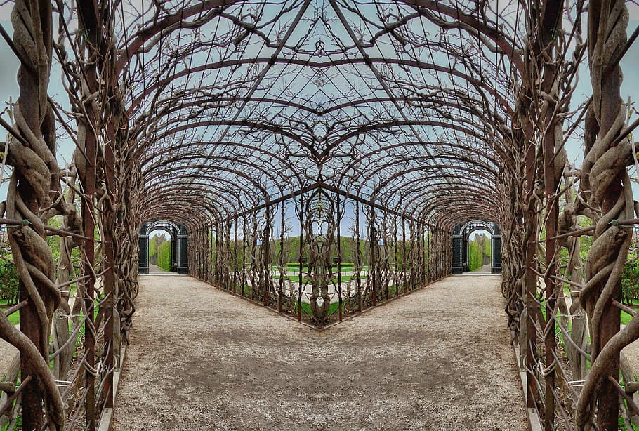 pergola, roses, branches, plant, symmetry, rosary, perspective, tree, the way forward, direction