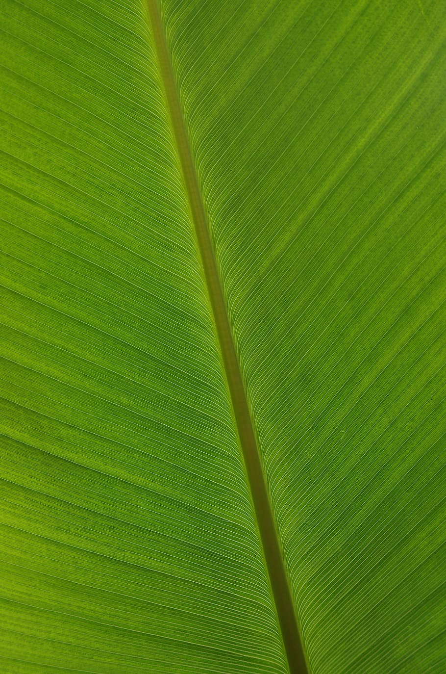 green, leaf, nature, plant, pattern, texture, eco, plant part, green color, close-up