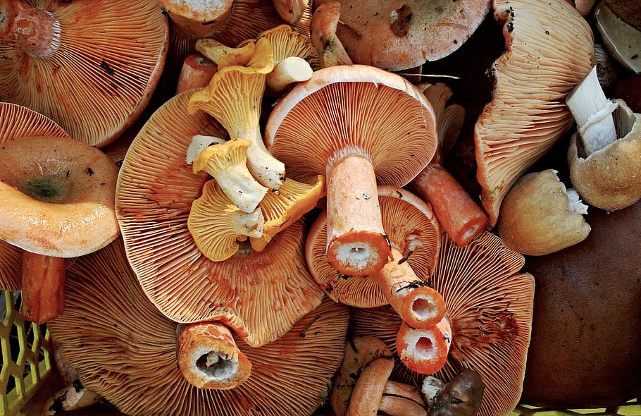 mushroom, mushrooms, boletus, eating, full frame, backgrounds, fungus, close-up, vegetable, large group of objects
