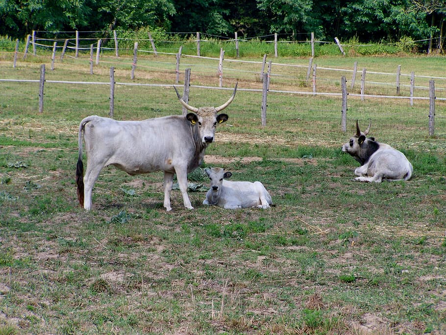 hungarian grey cattle, farm animals, ancient breed, mammal, animal themes, group of animals, animal, domestic animals, field, plant