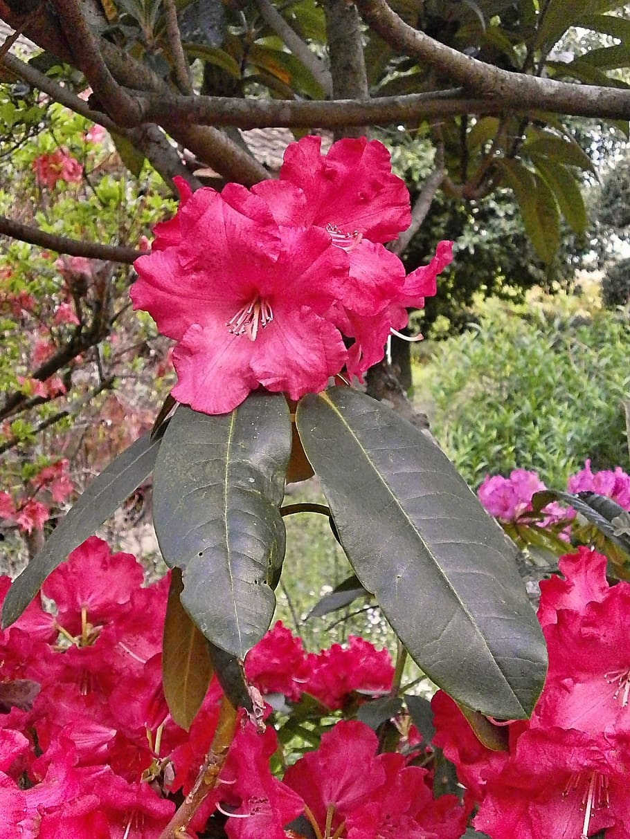 rododendro, rododendros, ericaceae, flores de primavera, flores rojas,  flor, planta, planta floreciendo, color rosado, belleza en la naturaleza |  Pxfuel