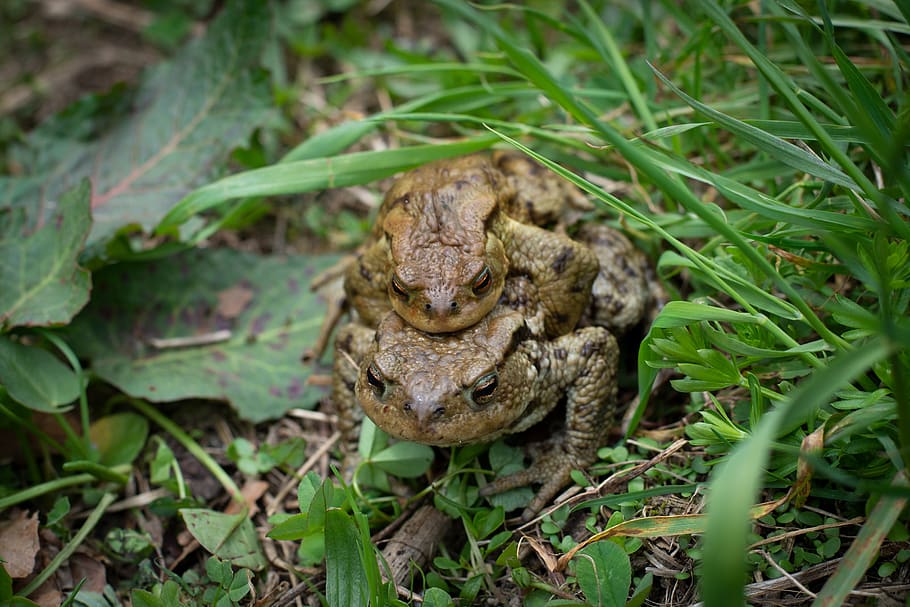 toads, mating, frogs, mating season, pair, nature, spring, reproduction, animal world, meadow