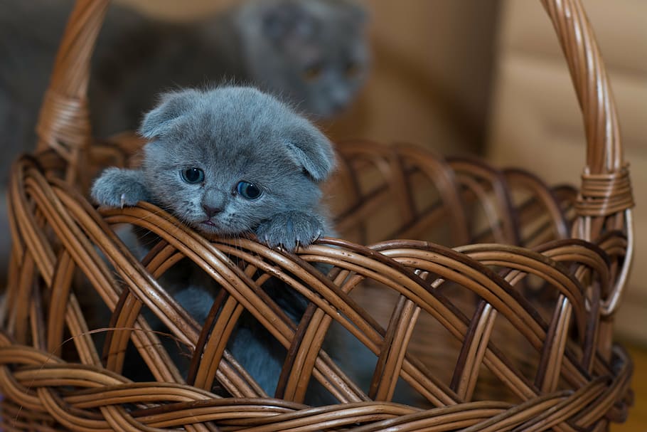 russian, blue, kitten, brown, wicker basket, adorable, animal, basket, cat, cute