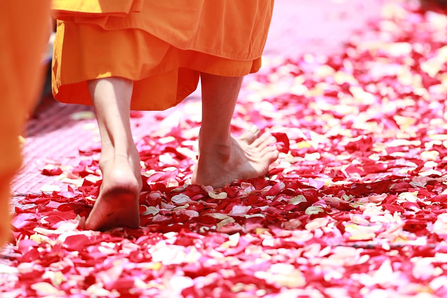 person, stepping, red, flower petals, monk, walking, rose petals, buddhism, thailand, tradition