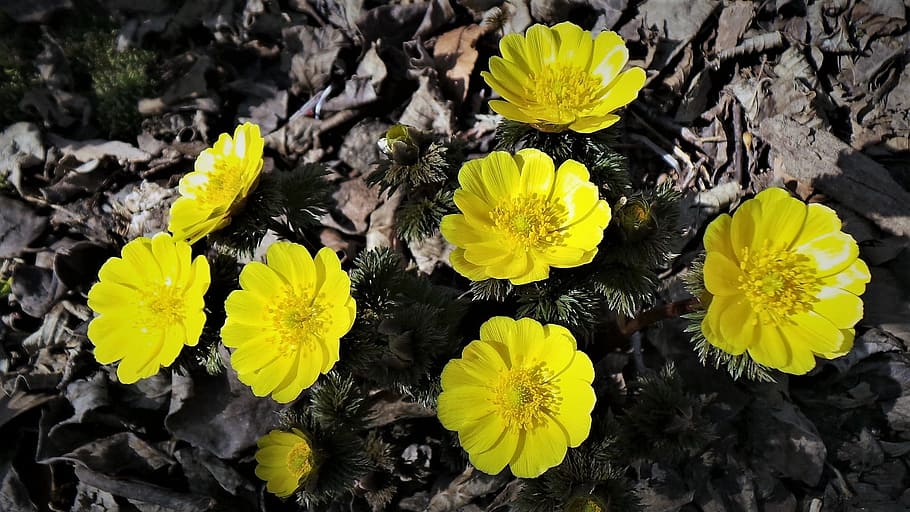 花 春 変化 黄色い花 数秒 開花植物 黄色 花頭 脆弱性 花弁 Pxfuel