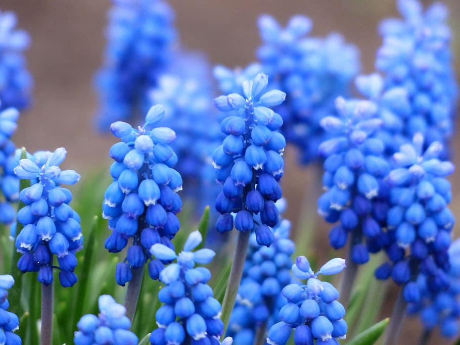 muscari, common grape hyacinth, blossom, bloom, flower, blue, ornamental plant, garden plant, muscari botryoides, asparagus plant