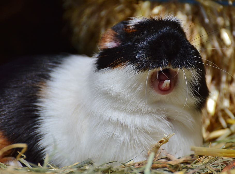 guinea pig, wildpark poing, yawn, tired, cute, nager, young animals, small, young, sweet