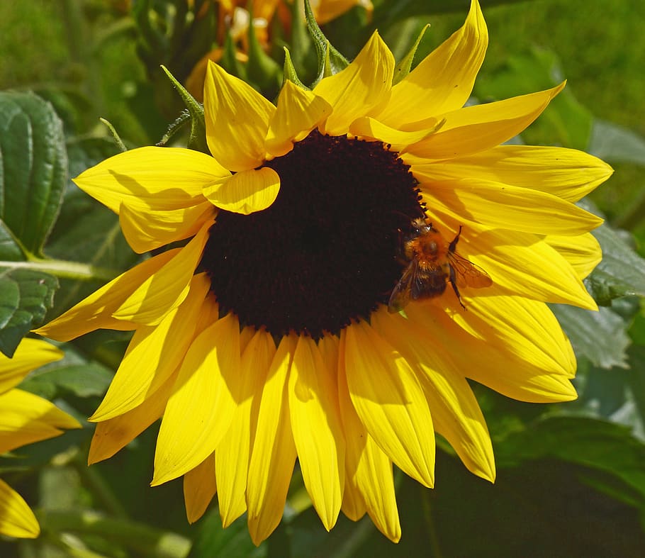 sunflower, blossom, bloom, yellow, hummel, insect, flora, plant, summer, bright