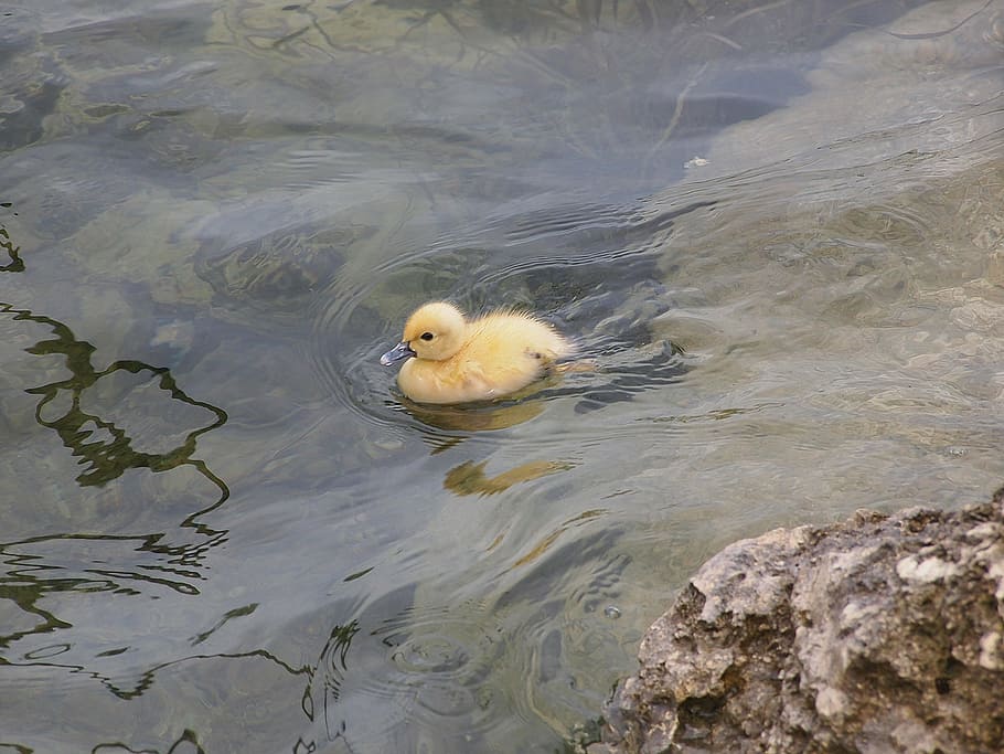 duck, duckling, fowl, water foul, baby, lost, ducky, bird, nature, animal