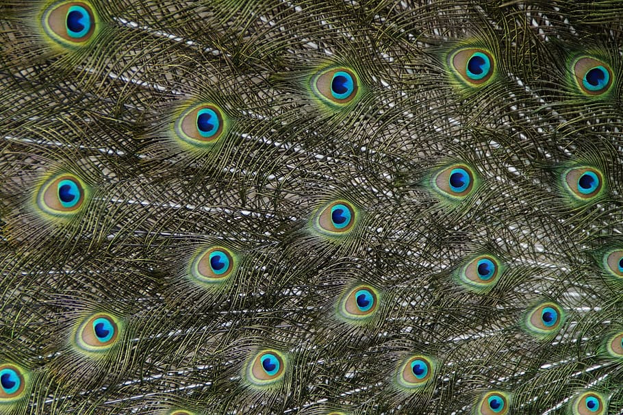 peacock feather, peacock, beat rad, peacock wheel, bird, feather, balz, plumage, spread, spring dress