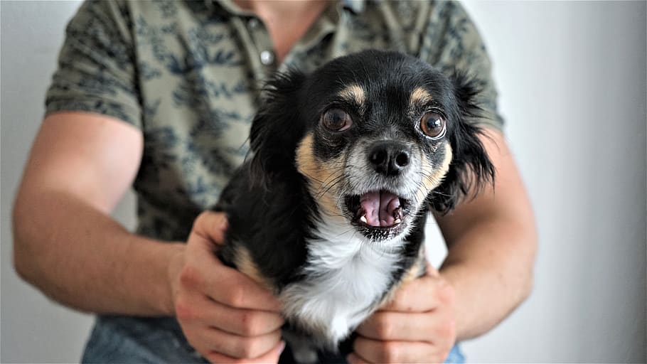 chihuahua, scared, amazed, funny, small, cute, sweet, dog, on the lap, man
