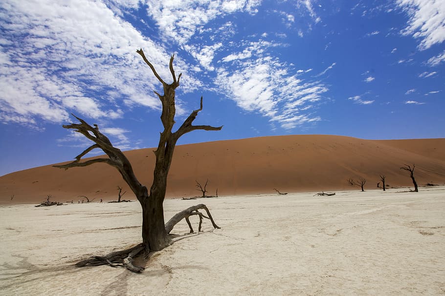 bareless tree, dessert, sossusvlei, deadvlei, desert, africa, namibia, sand, dunes, trees