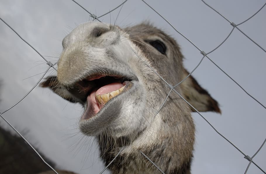donkey, animals, nature, mouth, teeth, funny, fence, ver, prison, animal themes