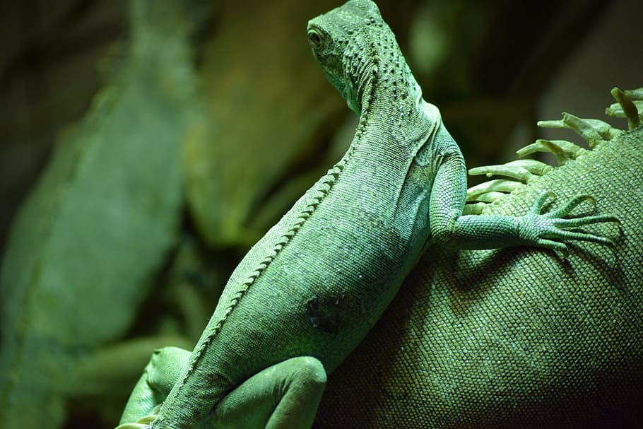 カメレオン 自然 動物 爬虫類 イタリア トカゲ 野生動物 イグアナ クローズアップ 緑色 Pxfuel