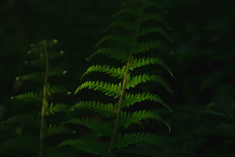 green fern plant, close, green, leaf, plants, plant, grass, dark, blur, green color