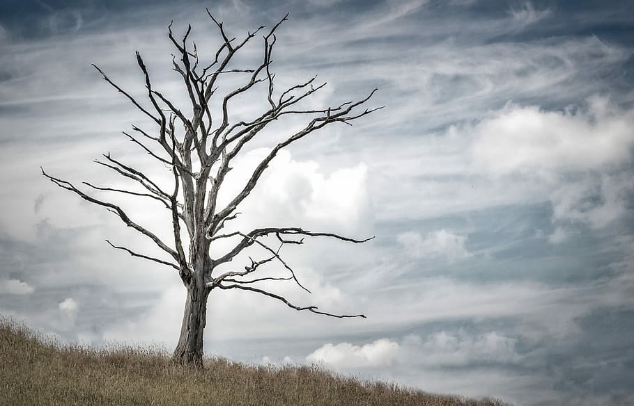 gray tree, Tree, Dead, Dry, Old, Trunk, Nature, silhouette, day, bare tree