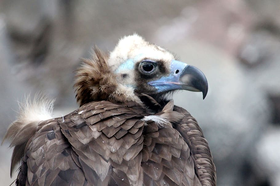 Black Vulture, Brown, Neck, Bird Of Prey, brown neck, aegypius monachus, bird, feathered race, zoo, animals