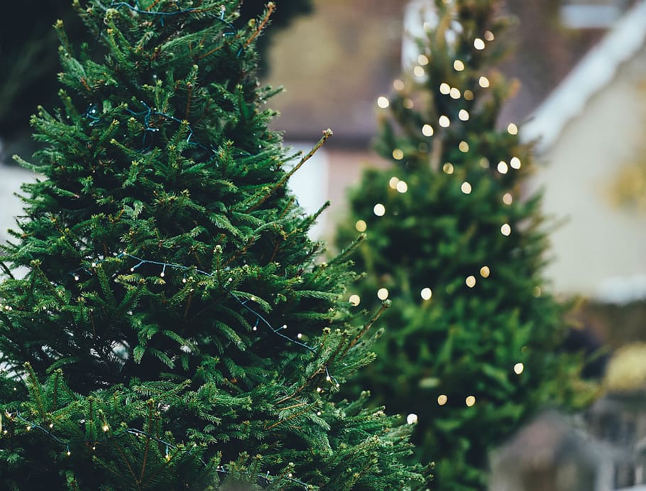 cerca, fotografía, pino, luces de navidad, agujas de pino, feriados, árboles, festivo, verde, diciembre