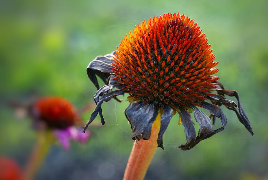 faded, echinacea purpurea, coneflower, composites, bee-friendly, flowers, garden, herbs, medicinal plants, healthy
