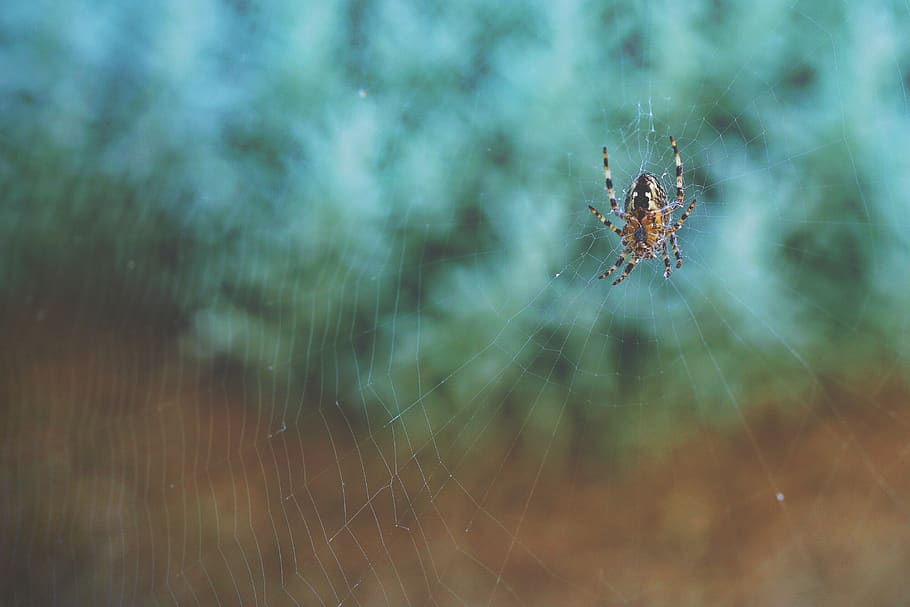 spider, web, outdoor, inset, blur, spider web, arachnid, animal themes, close-up, animal