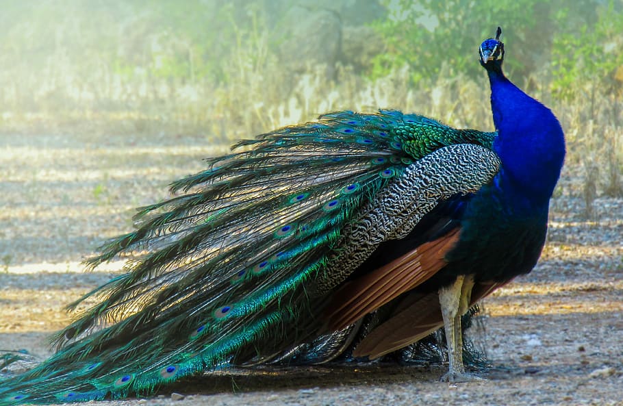 peafowl, peacock, turkey, ave, feathers, colorful, beautiful, animal, fauna, blue