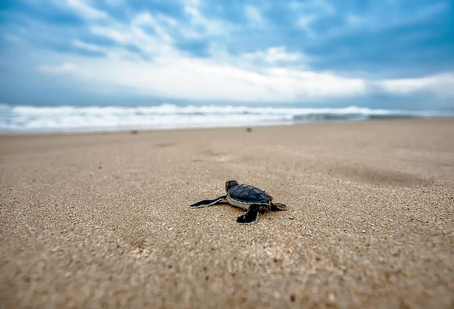 baby sea turtle, sea shore, turtle, mydas children, journey, coast, ujung origin coast, java island, indonesia, nature