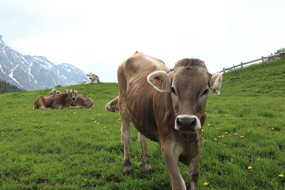 Italy, Cow, Mountain, Pastureland, cowbell, livestock, landscape, cattle, grass, domestic animals