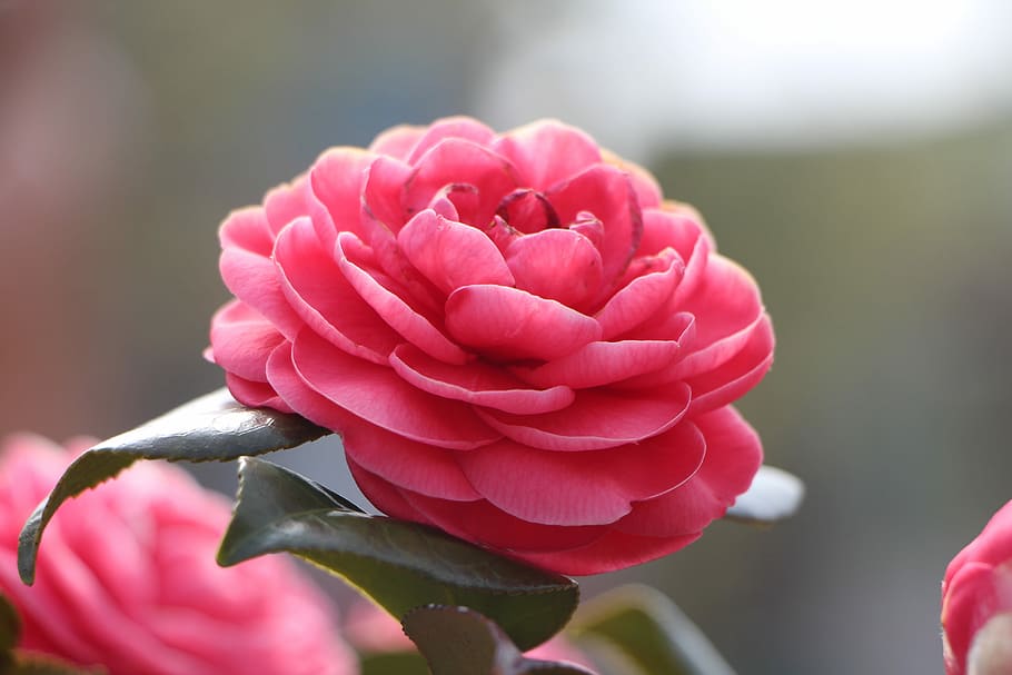 selective, focus photography, bloomed, Camellia, Flower, camellia flower, april, spring, flowers, nature