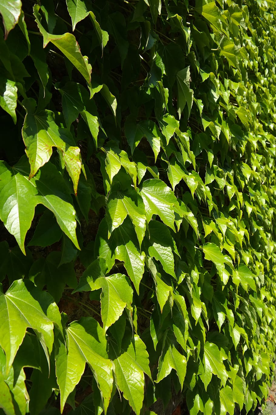 Leaves, Greening, Wall, Fouling, green, dreispitz vine, parthenocissus tricuspidata, three leaved vine, vine, trilobate vine