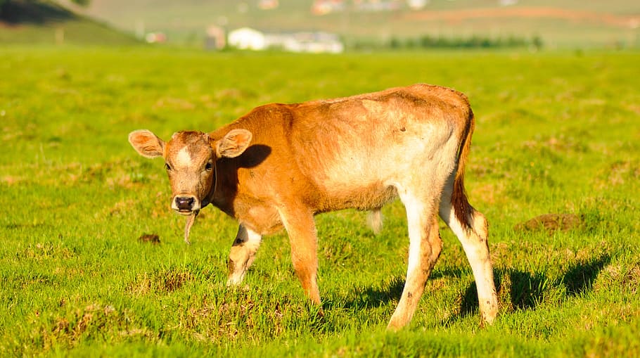 Cattle, Calf, Cow, Farm, Animal, farm, animal, mongolia, livestock, nature, domestic