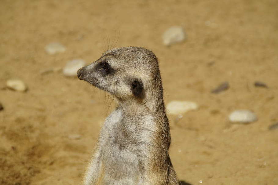 meerkat, portrait, head, keep an eye out, guards, guard, overseer, security guard, animal portrait, pose