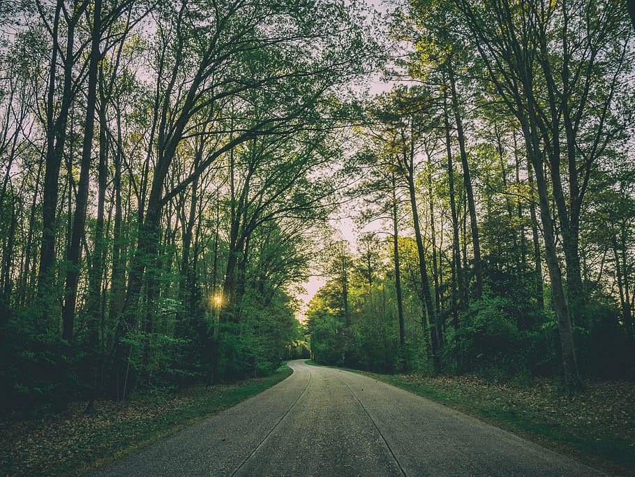 gray, concrete, road, across, forest, trees, golden, hour, rural, countryside