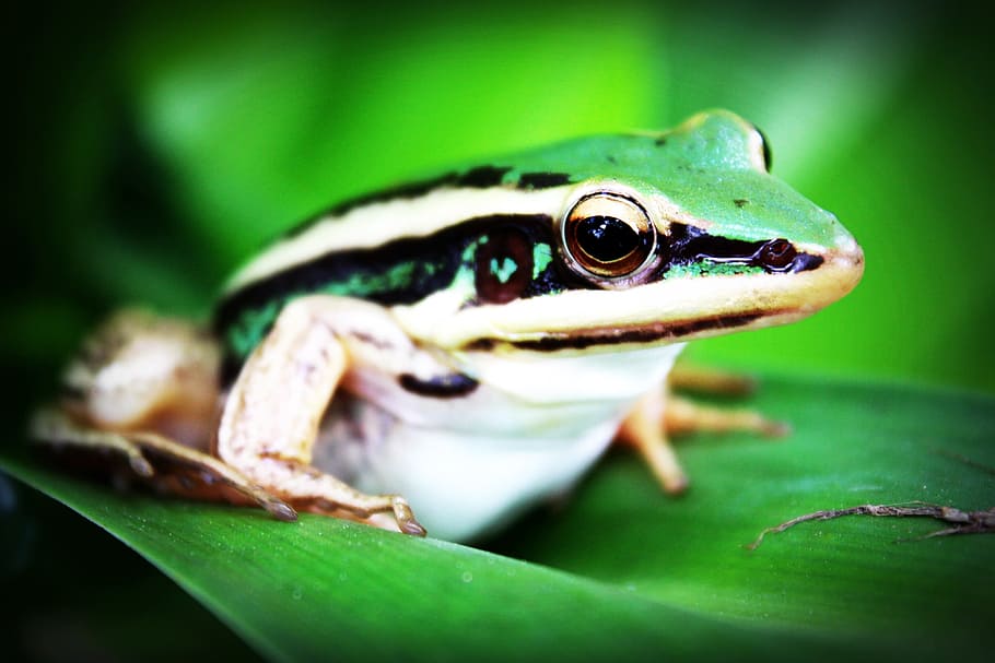 green, white, frog, top, leaf, treefrog, amphibian, agalychnis callidryas, animal, beautiful