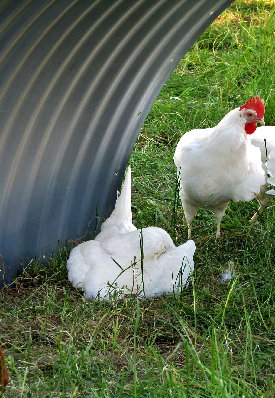 hen, chicken, rest pause, white, chicken mobile, poultry, agriculture, single shot, animal themes, bird
