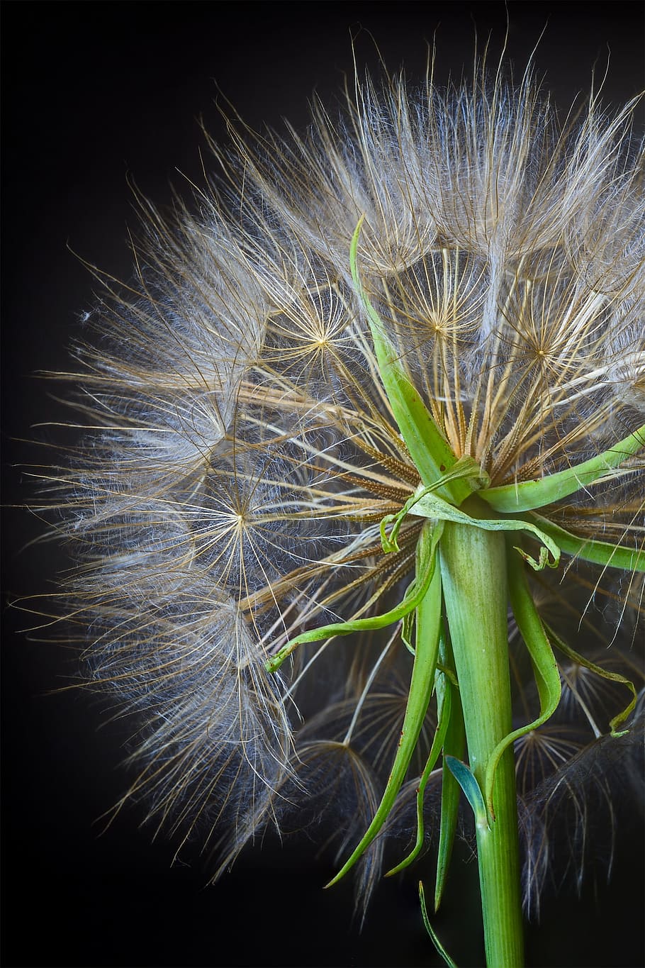 dandelion, weed, plant, spring, blow, head, outdoors, pollination, flora, seed